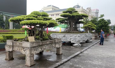 Choáng ngợp bộ 3 cây sanh giá 25 tỷ ở làng nghề cây cảnh lớn nhất miền Bắc