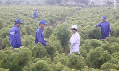 Cả làng chặt cây cảnh bạc tỷ trồng đinh lăng